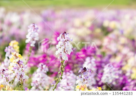 Linaria flowers blooming in a spring flowerbed Linaria flowers blooming in a spring flowerbed 135441283