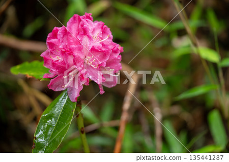 Pink rhododendron flowers wet with rain 135441287