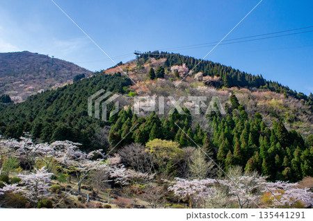別府索道和鶴見山櫻花 135441291