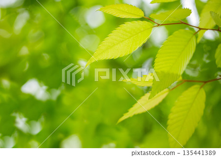 新鮮的綠色 135441389