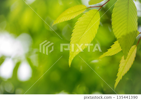 新鮮的綠色 135441390