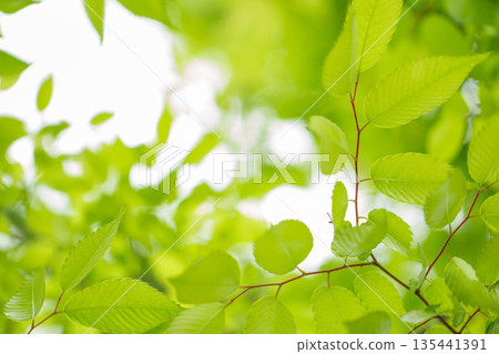 新鮮的綠色 135441391