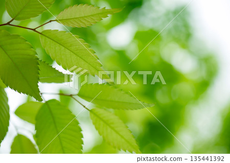 Fresh green 135441392