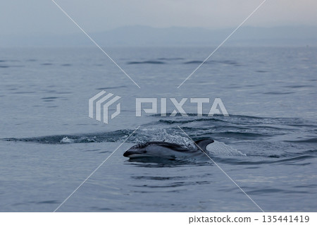 陸奧灣（青森縣）的太平洋白側海豚 135441419