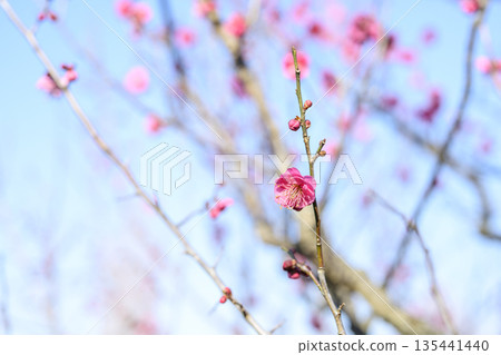 Kagoshima plum, red plum, plum tree, flower, winter, spring, January, material, [Kanagawa Prefecture] 135441440