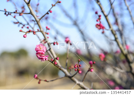 Kagoshima plum, red plum, plum tree, flower, winter, spring, January, material, [Kanagawa Prefecture] 135441457