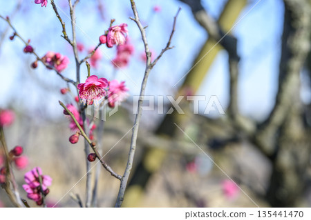 Kagoshima plum, red plum, plum tree, flower, winter, spring, January, material, [Kanagawa Prefecture] 135441470