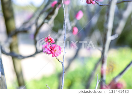 Kagoshima plum, red plum, plum tree, flower, winter, spring, January, material, [Kanagawa Prefecture] 135441483