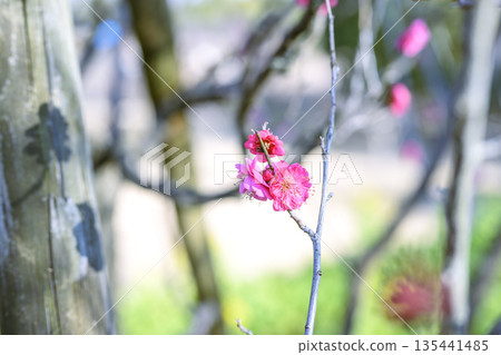 Kagoshima plum, red plum, plum tree, flower, winter, spring, January, material, [Kanagawa Prefecture] 135441485