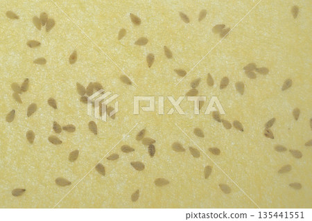 A collaboration of Japanese paper and white sesame seeds [Background material] 135441551