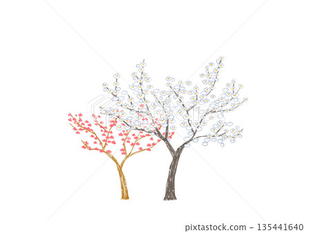 White and red plum trees in full bloom White and red plum trees in full bloom 135441640
