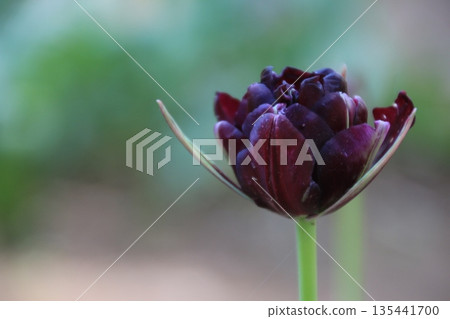 Purple tulip 135441700