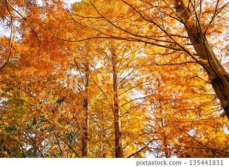 Forest of metasequoia with autumn leaves Forest of metasequoia with autumn leaves 135441831