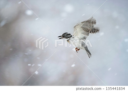 盤旋的翠鳥 135441834