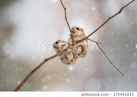 A pair of Siberian flying squirrels standing in the forest 135441835