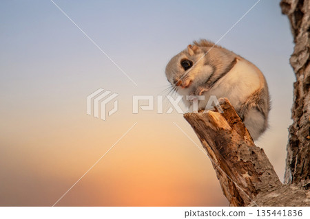 Ezomomonga nestled on a tree branch Ezomomonga nestled on a tree branch 135441836