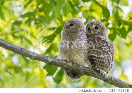 依偎在樹枝上的蝦夷貓頭鷹孩子 135441838