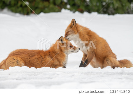 北福克斯夫婦在雪原中放鬆 135441840