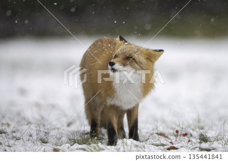 Ezo red fox nestling in the forest 135441841