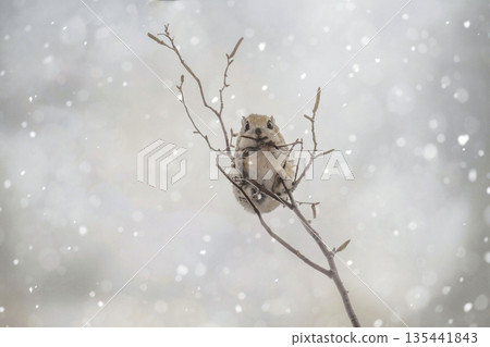 Ezomomonga nestled on a tree branch Ezomomonga nestled on a tree branch 135441843
