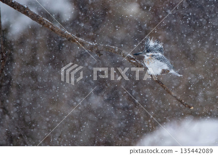 雪天的野蟬 135442089