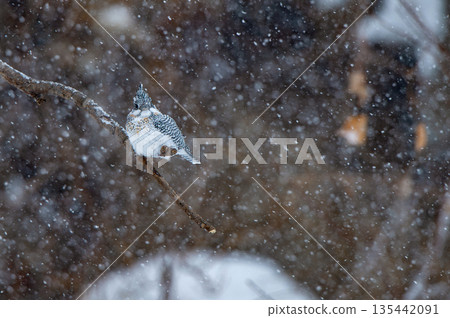 雪天的野蟬 雪天的野蟬 135442091