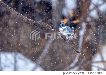 雪天的野蟬 135442093