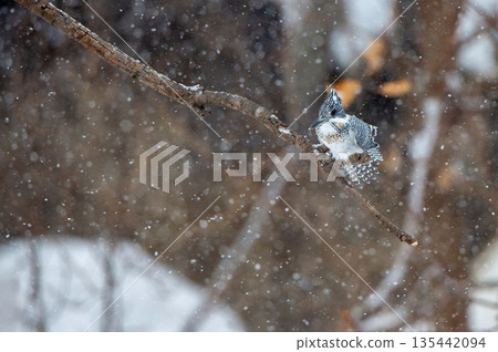 雪天的野蟬 135442094