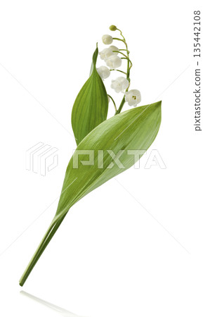 Beautiful Snowdrop flower falling in the air isolated Beautiful Snowdrop flower falling in the air isolated 135442108