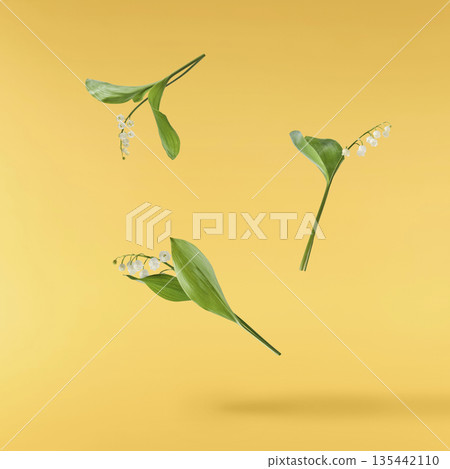 Beautiful Snowdrop flower falling in the air isolated Beautiful Snowdrop flower falling in the air isolated 135442110