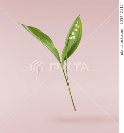 Beautiful Snowdrop flower falling in the air isolated Beautiful Snowdrop flower falling in the air isolated 135442112