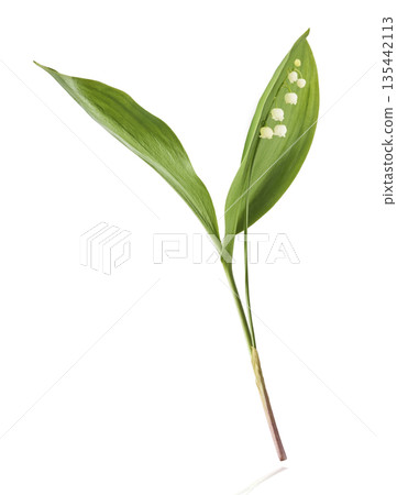 Beautiful Snowdrop flower falling in the air isolated Beautiful Snowdrop flower falling in the air isolated 135442113
