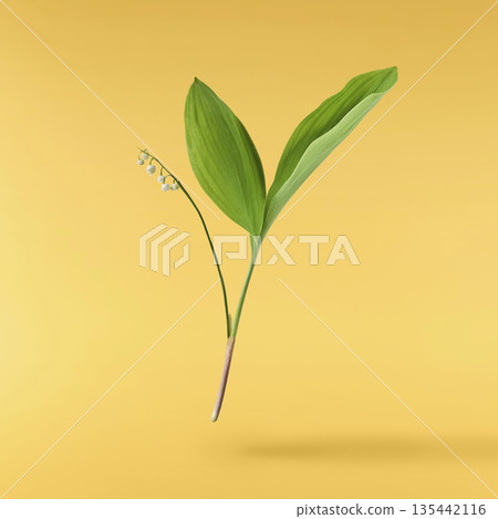 Beautiful Snowdrop flower falling in the air isolated Beautiful Snowdrop flower falling in the air isolated 135442116