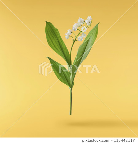 Beautiful Snowdrop flower falling in the air isolated Beautiful Snowdrop flower falling in the air isolated 135442117
