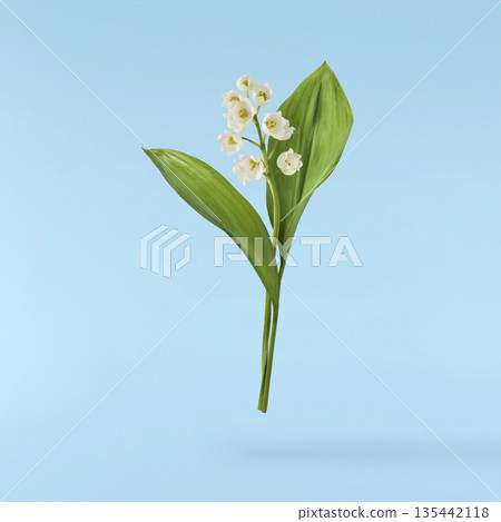 Beautiful Snowdrop flower falling in the air isolated  135442118