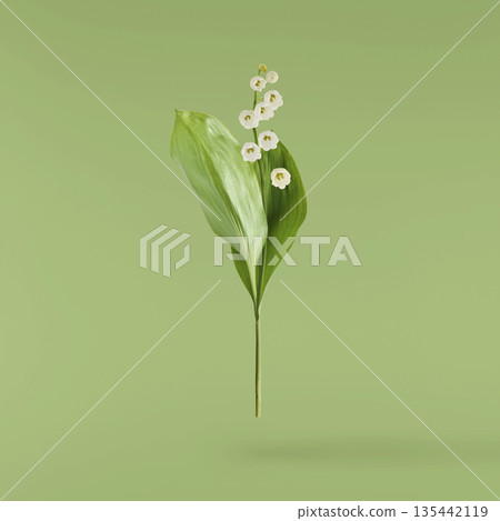 Beautiful Snowdrop flower falling in the air isolated Beautiful Snowdrop flower falling in the air isolated 135442119