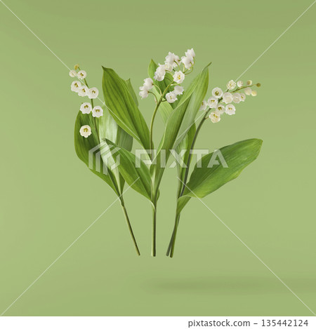 Beautiful Snowdrop flower falling in the air isolated Beautiful Snowdrop flower falling in the air isolated 135442124