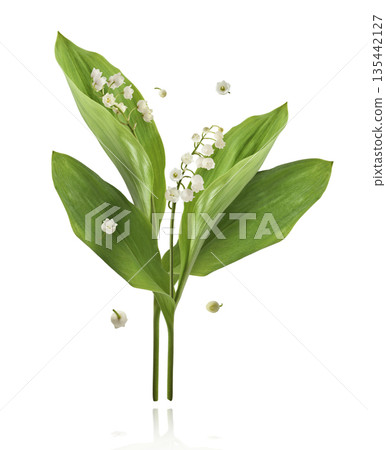 Beautiful Snowdrop flower falling in the air isolated  135442127