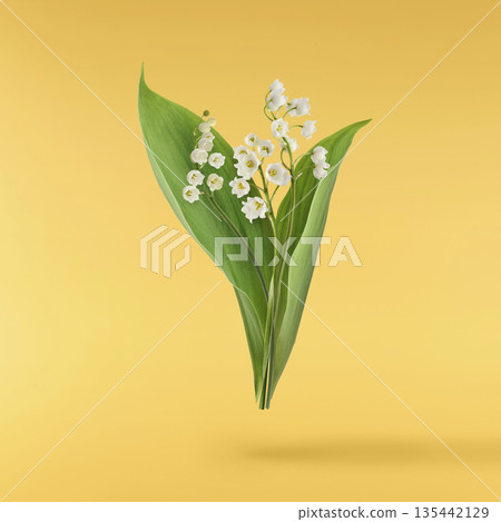 Beautiful Snowdrop flower falling in the air isolated Beautiful Snowdrop flower falling in the air isolated 135442129