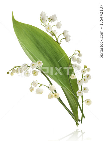 Beautiful Snowdrop flower falling in the air isolated Beautiful Snowdrop flower falling in the air isolated 135442137