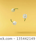 Beautiful Snowdrop flower falling in the air isolated  135442149