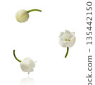 Beautiful Snowdrop flower falling in the air isolated  135442150
