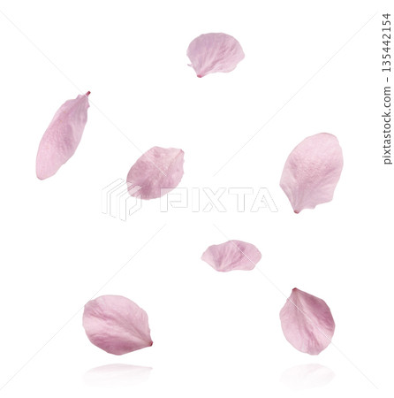 Beautiful Snowdrop flower falling in the air isolated  135442154