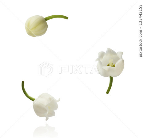 Beautiful Snowdrop flower falling in the air isolated Beautiful Snowdrop flower falling in the air isolated 135442155