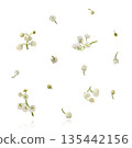 Beautiful Snowdrop flower falling in the air isolated  135442156