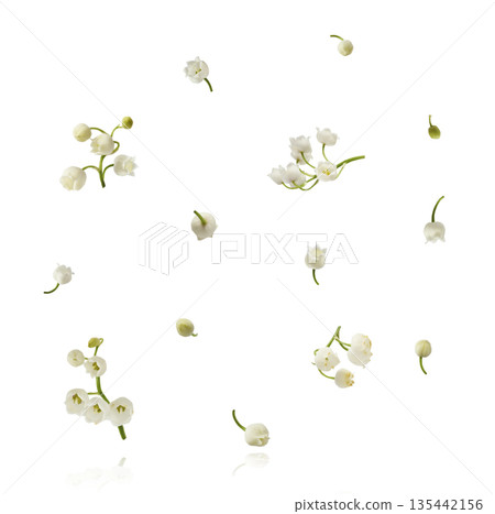 Beautiful Snowdrop flower falling in the air isolated Beautiful Snowdrop flower falling in the air isolated 135442156