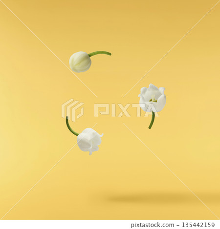 Beautiful Snowdrop flower falling in the air isolated Beautiful Snowdrop flower falling in the air isolated 135442159