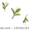 Beautiful Snowdrop flower falling in the air isolated  135442161