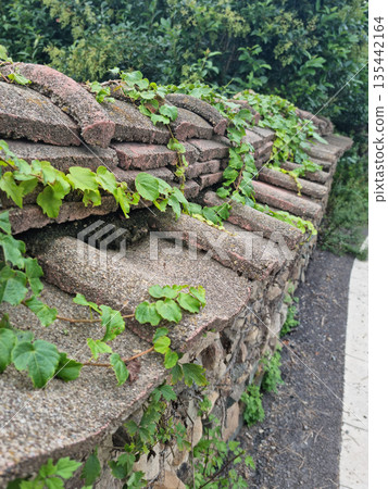 An old wall and ivy An old wall and ivy 135442164