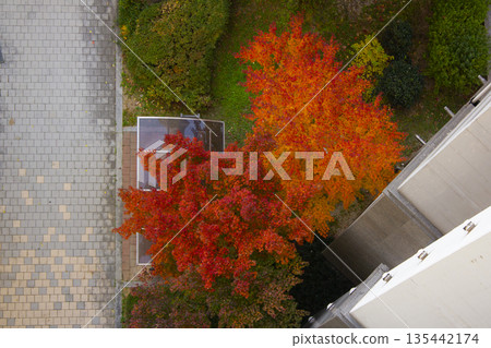 This is a top view of autumn trees dyed red. This is a top view of autumn trees dyed red. 135442174